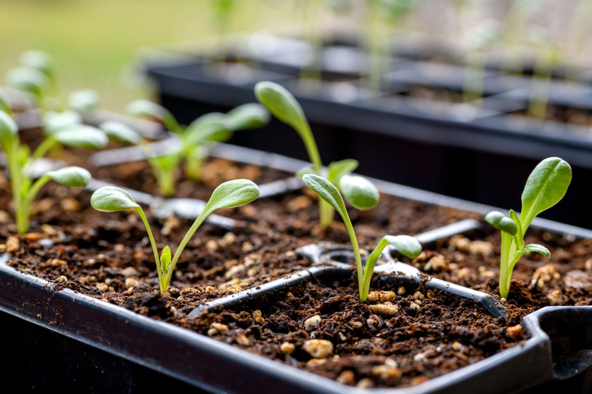 Seedlings growing