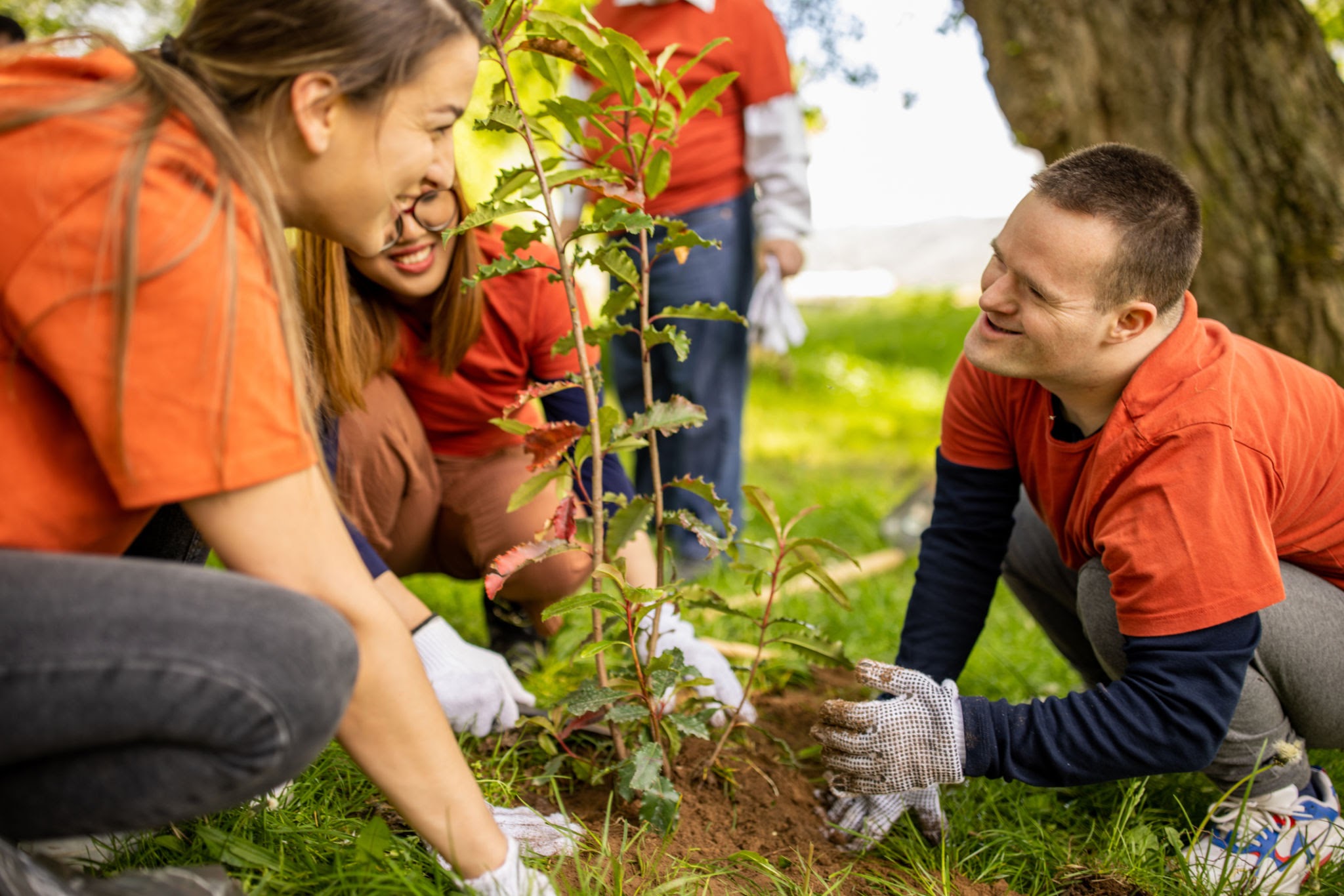 A group of volunteers planting trees together