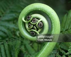 A close-up of new growth on a plant