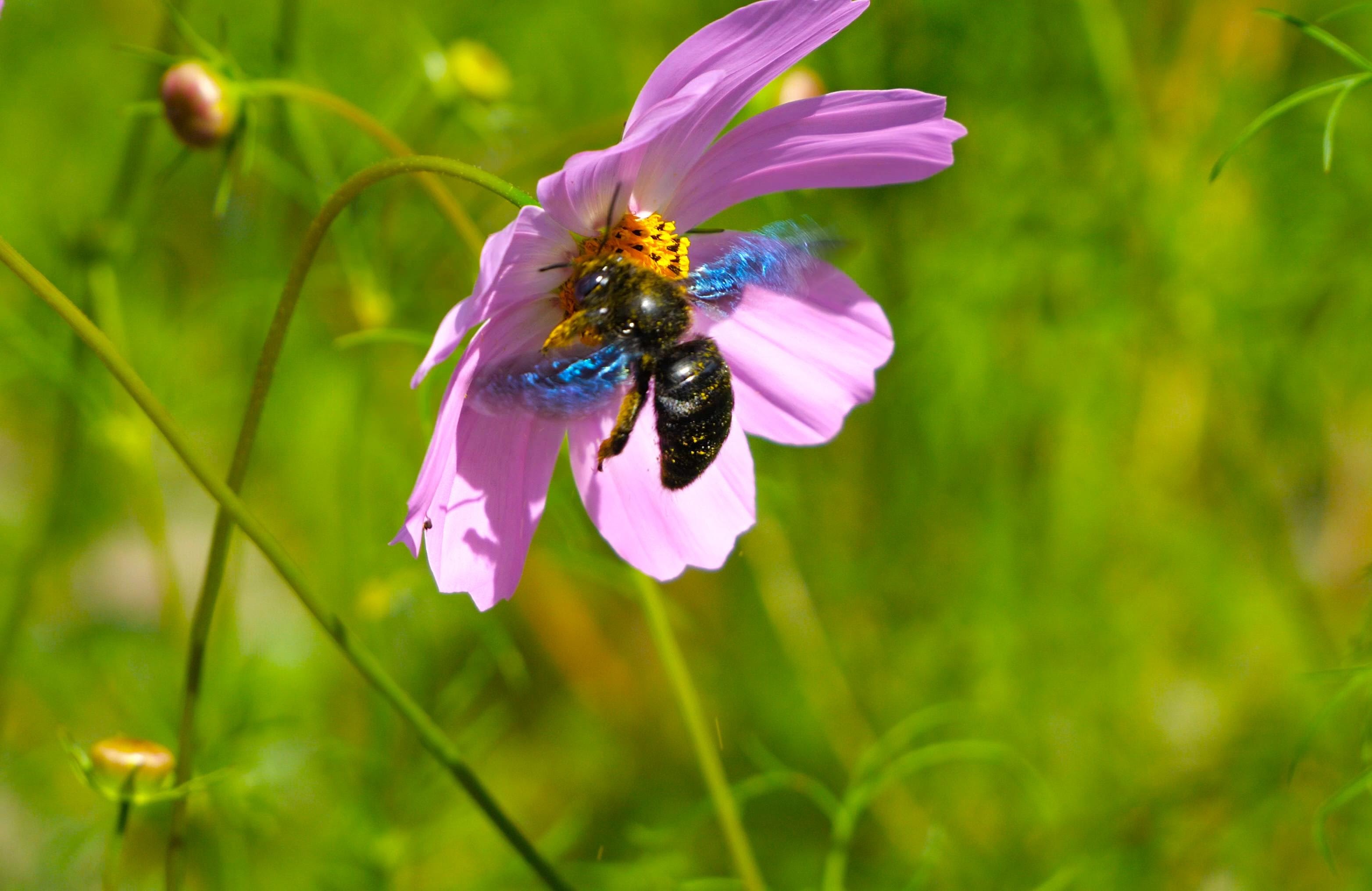 An insect on a flower