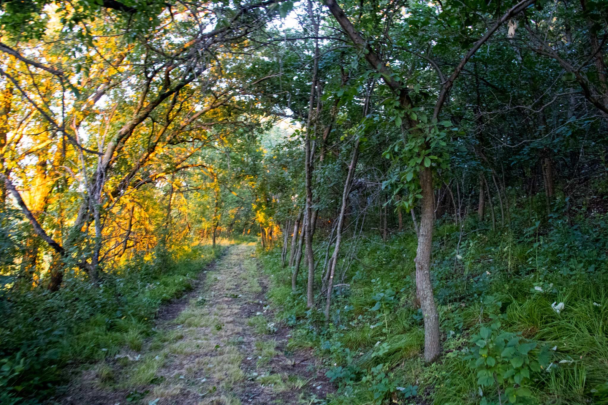 A view of a newly planted trail