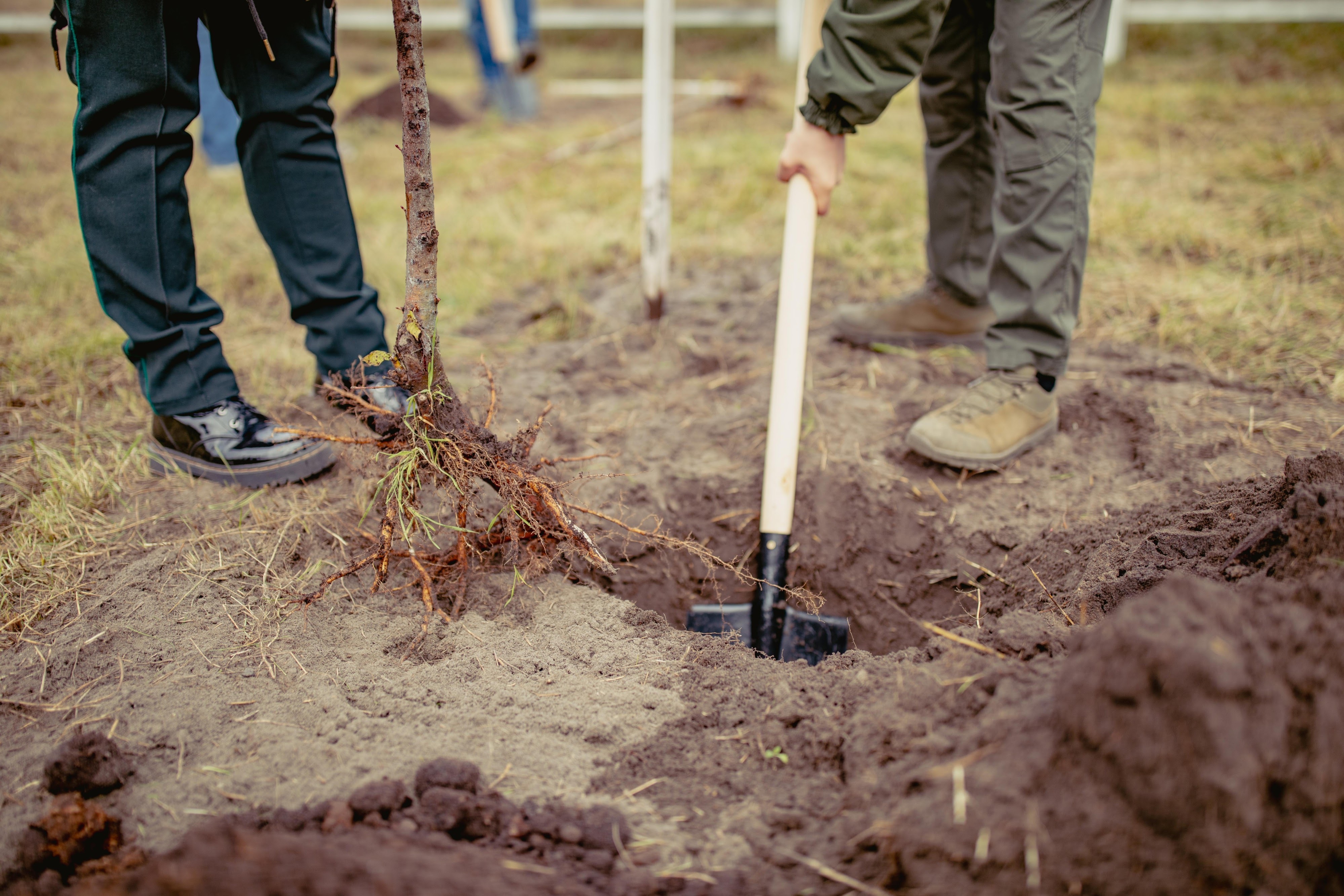 A person planting a tree with a shovel