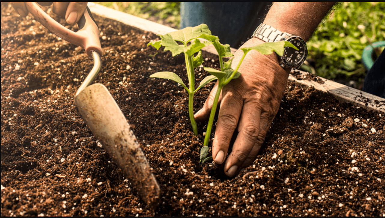 Preparing the soil for planting