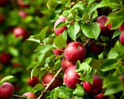 A close-up of a fruit tree with fruit