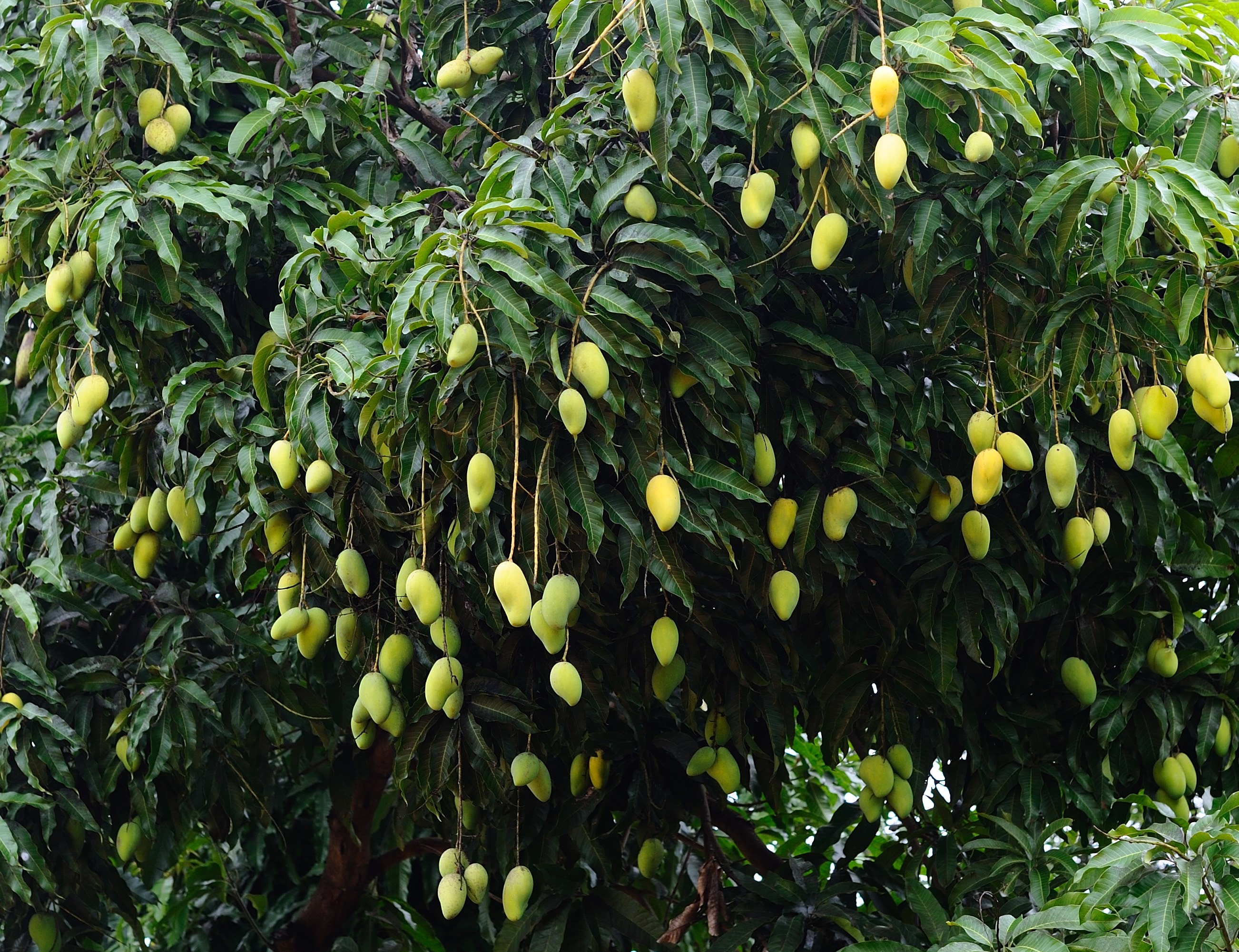 Mango tree