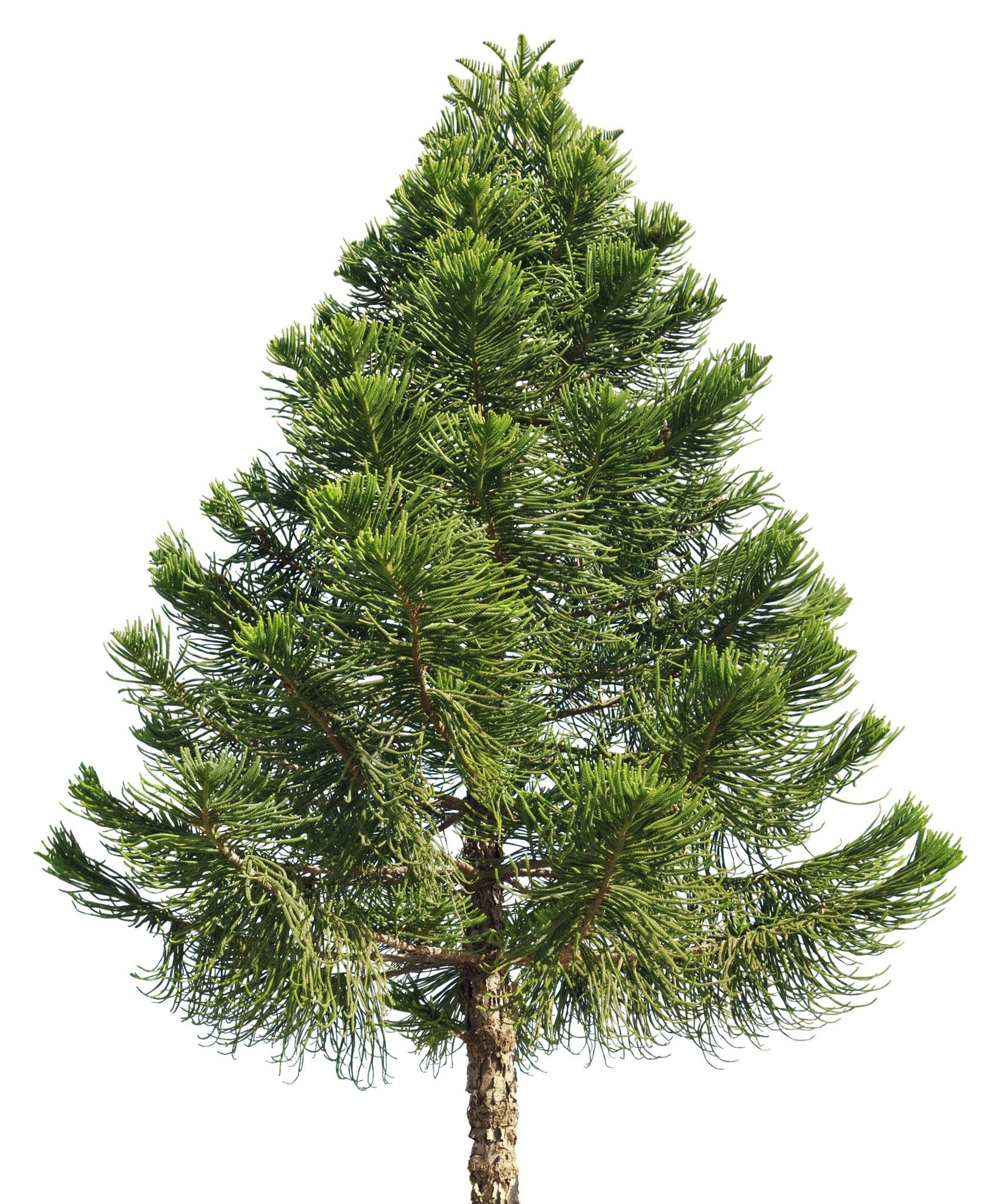 Pine tree