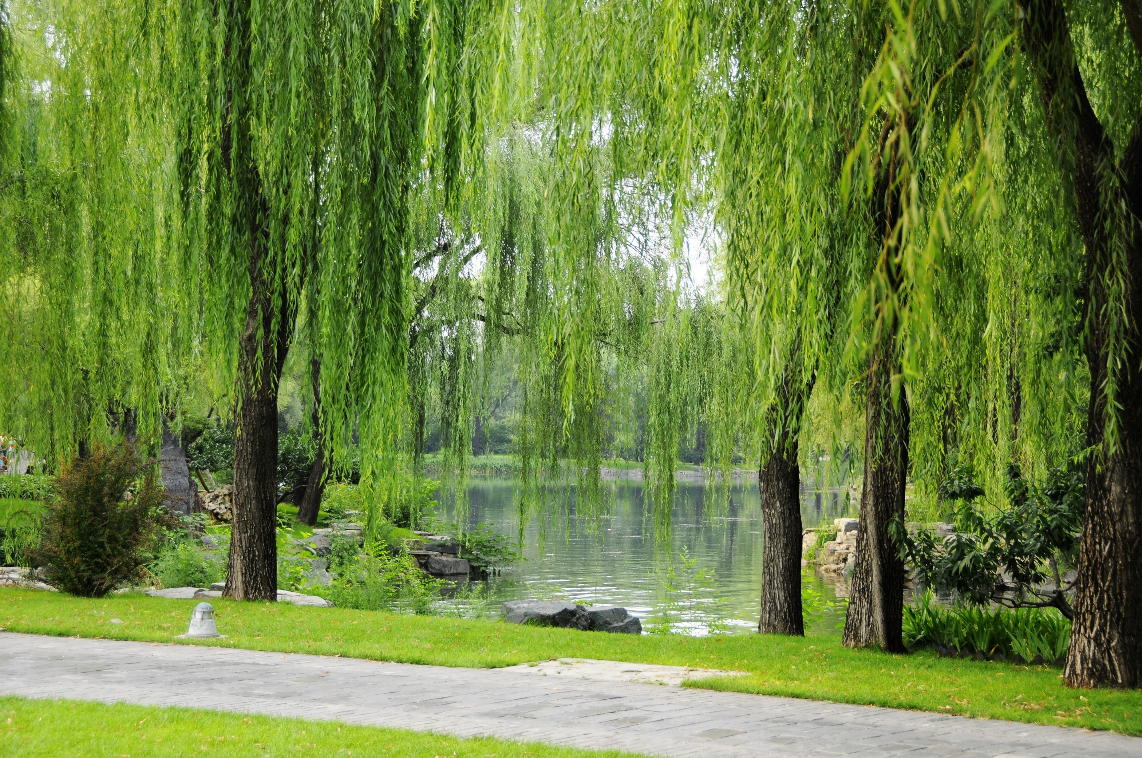 Willow tree