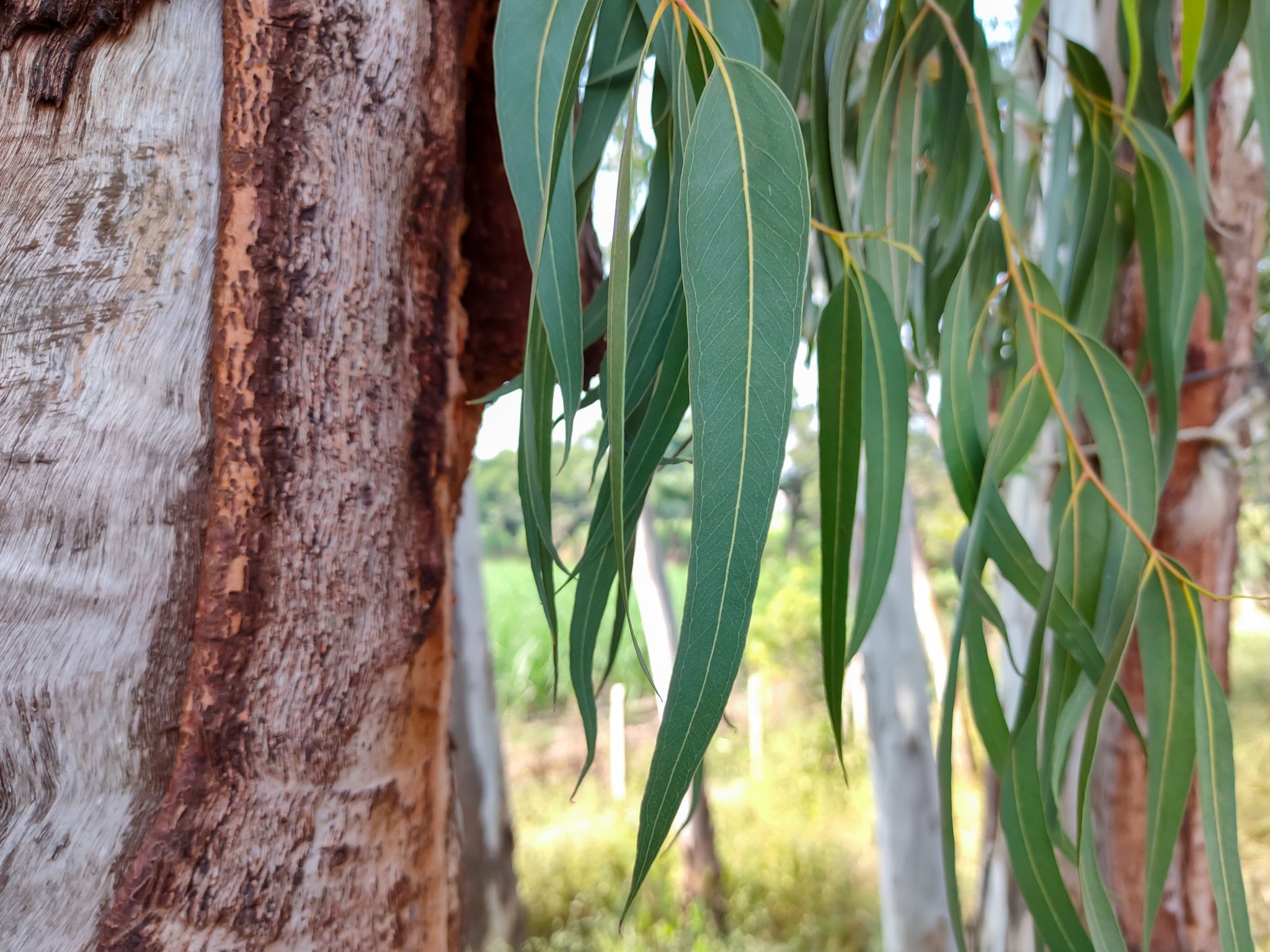 Eucalyptus tree