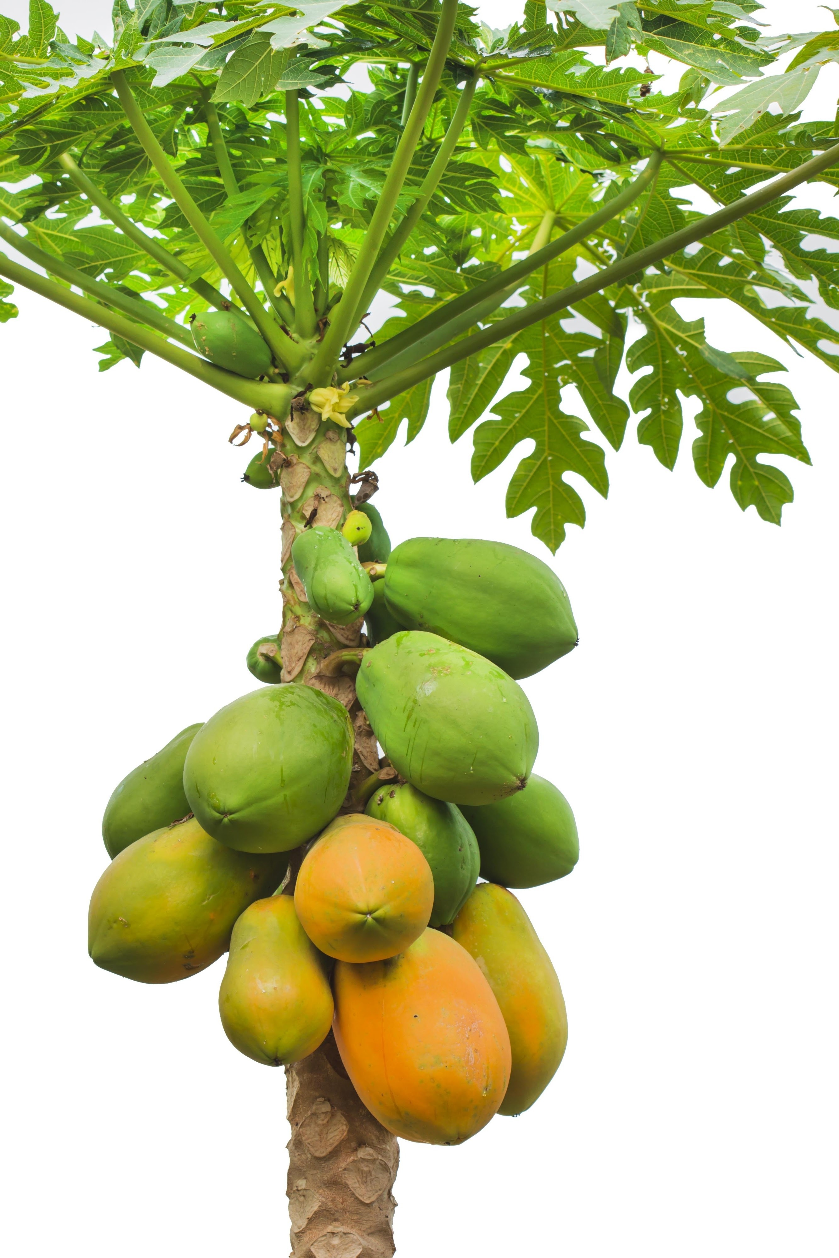 Papaya tree