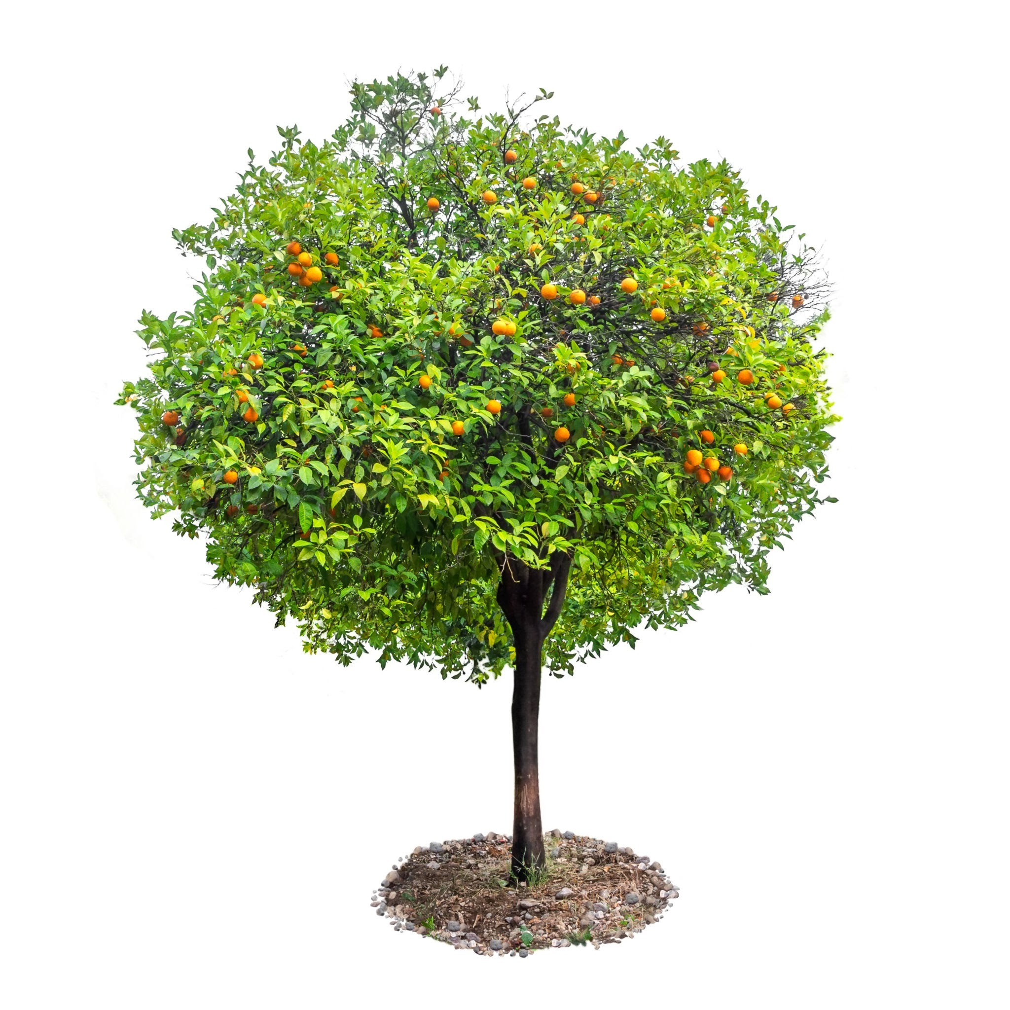 Orange tree