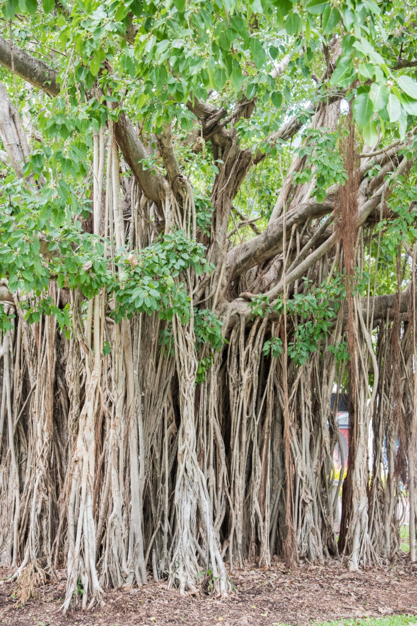 Banyan tree