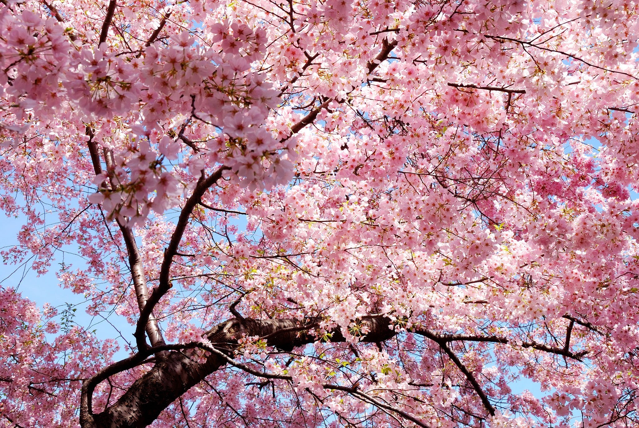 Cherry Blossom tree