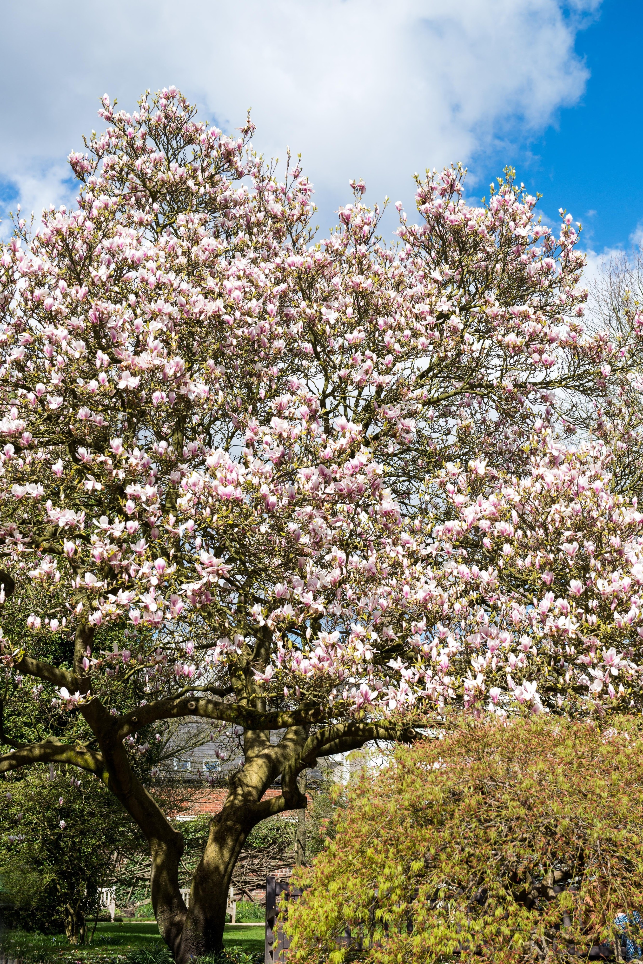 Magnolia tree