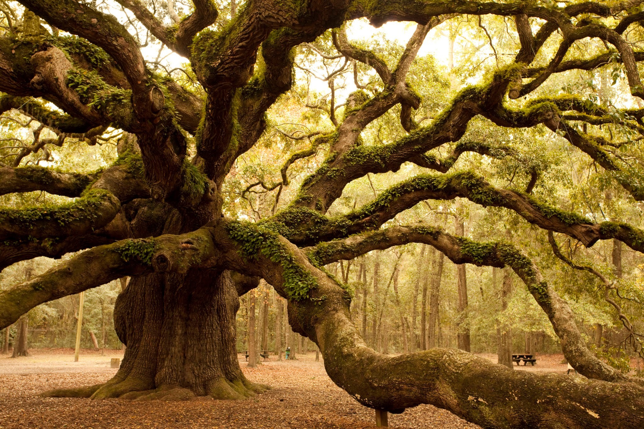 Oak tree