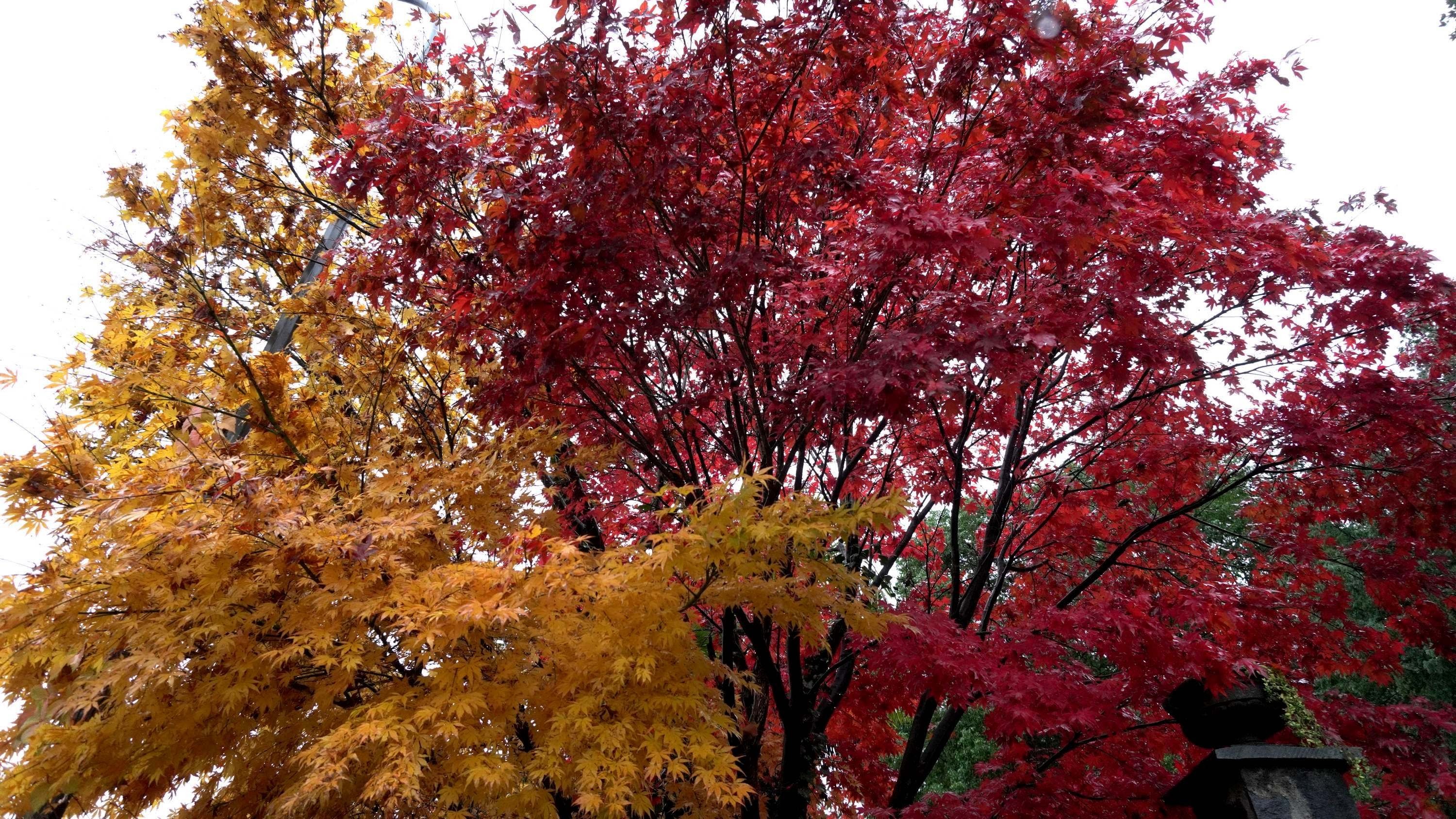 Maple tree